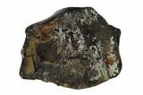 Bargain, Fossil Nodosaur Tooth - Judith River Formation #144882-1